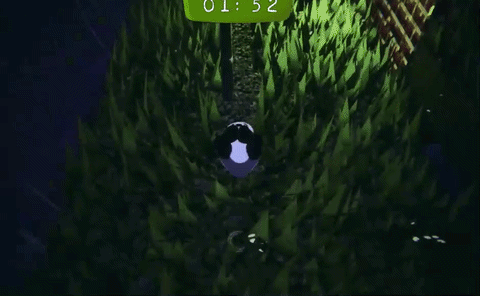 Rolling Panda